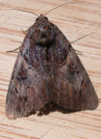 Little Wife Underwing